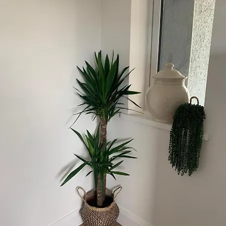 מלון דירות The Moss Pot *